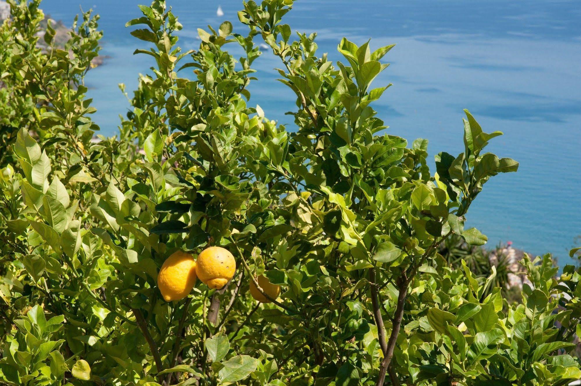 סנרמו Le Terrazze Appartamenti Vacanze מראה חיצוני תמונה